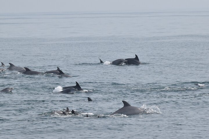 Dolphin and Bird Watching Ecotour Cruise