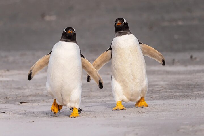 Bertha's Beach Penguin Experience
