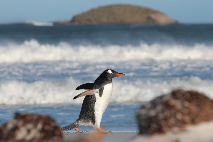 Bertha's Beach Penguin Experience