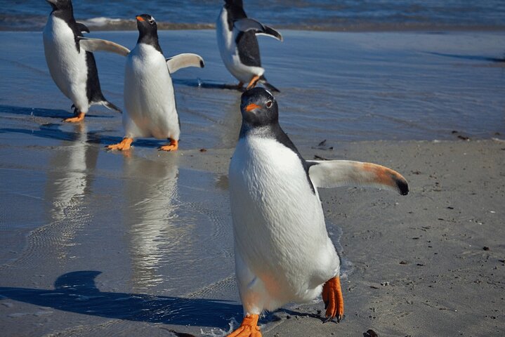Bertha's Beach Penguin Experience