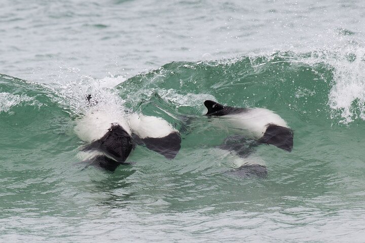 Bertha's Beach Penguin Experience
