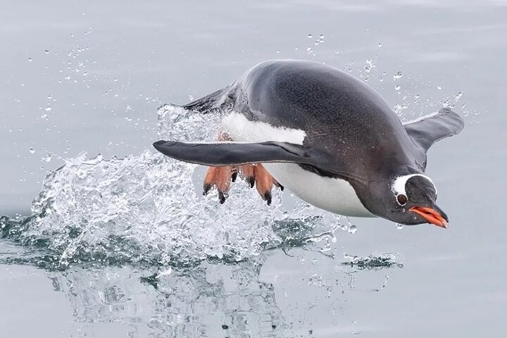 Bertha's Beach Penguin Experience
