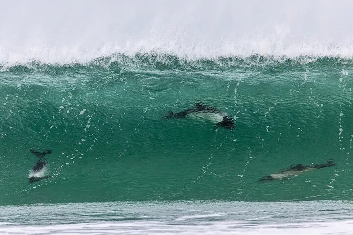 Bertha's Beach Penguin Experience