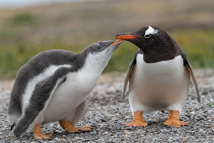 Bertha's Beach Penguin Experience