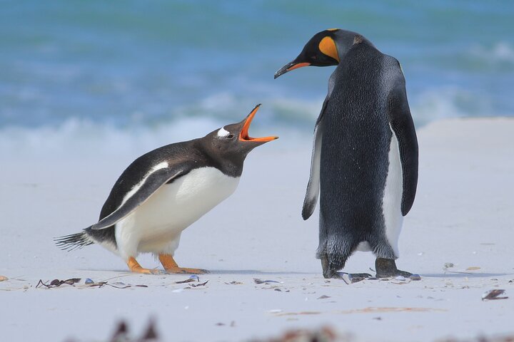 Bertha's Beach Penguin Experience