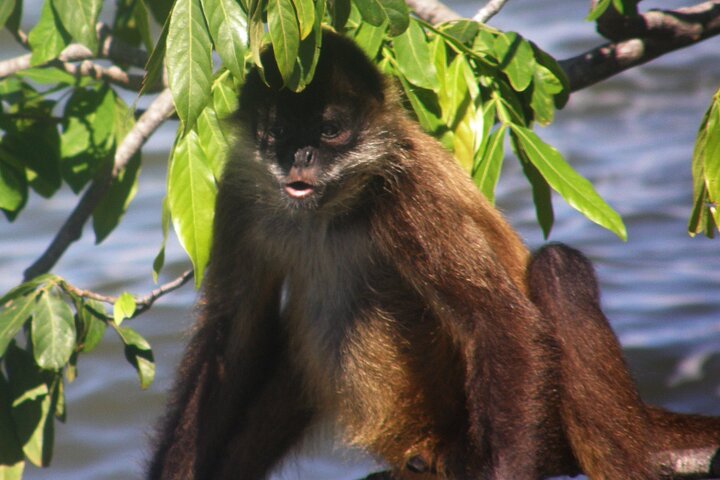 Nicaragua One Day Tour to Colonial Granada and Crafty Masaya