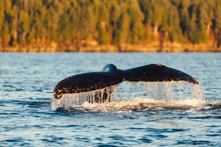 Experience Incredible Marine Wildlife Tour