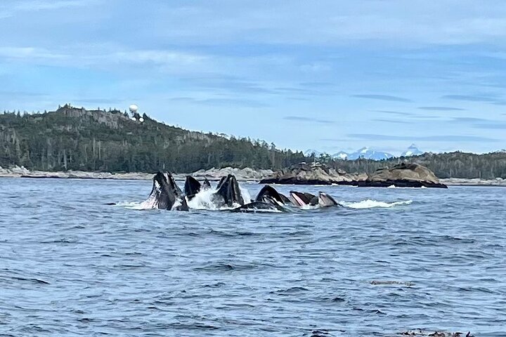 Experience Incredible Marine Wildlife Tour