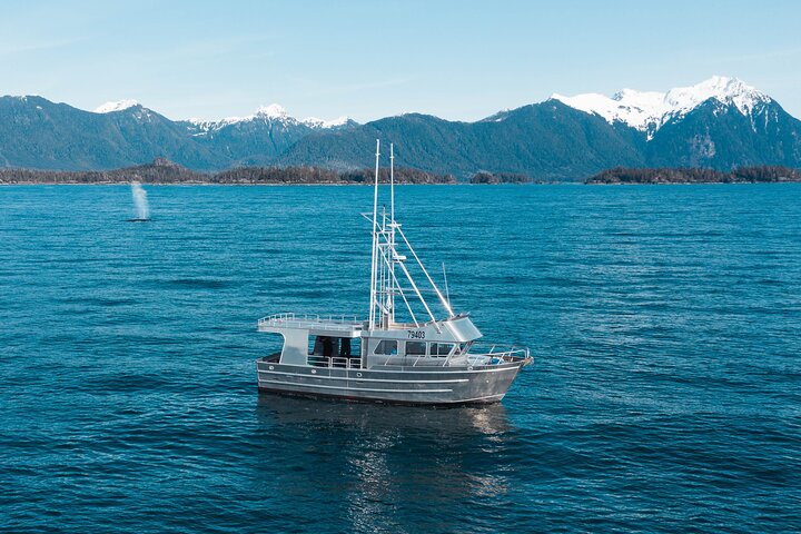 Experience Incredible Marine Wildlife Tour