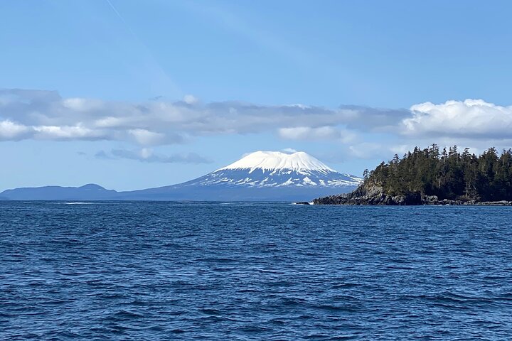 Experience Incredible Marine Wildlife Tour