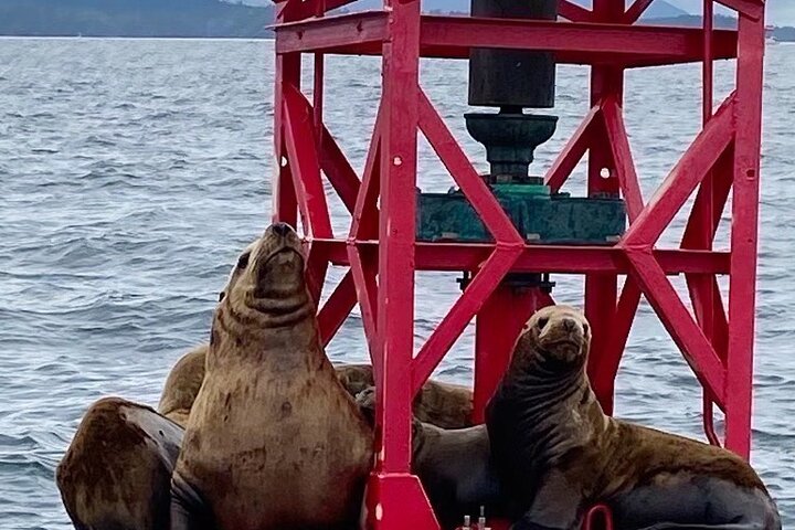 Experience Incredible Marine Wildlife Tour