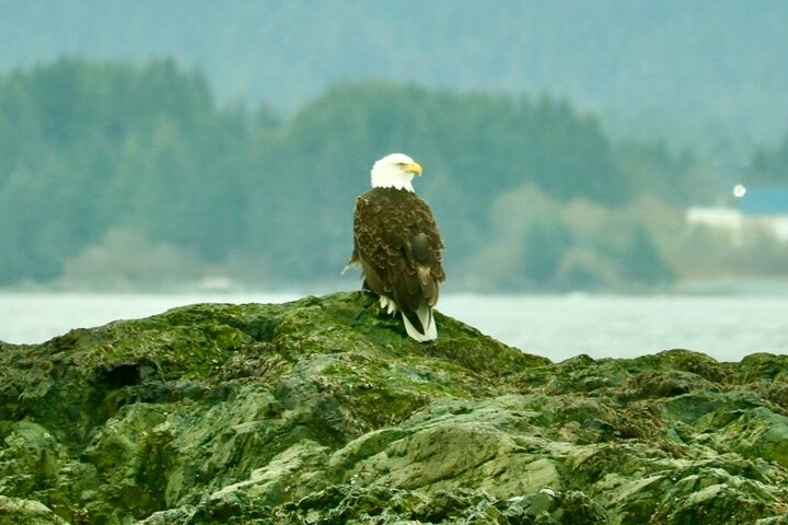 Experience Incredible Marine Wildlife Tour