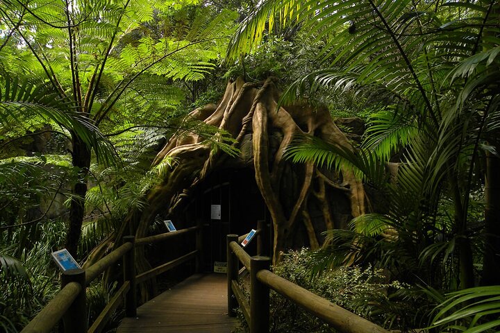 Deluxe Springbrook & Mt Tamborine Glow Worms and famous Skywalk
