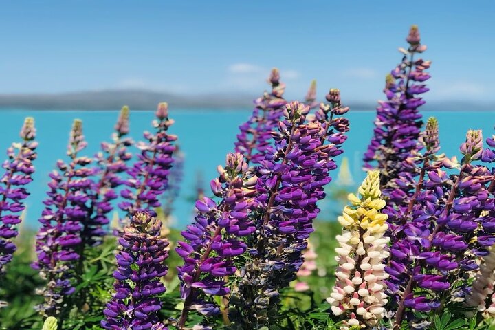 Mt Cook to Christchurch One-Way Small Group Tour via Lake Tekapo