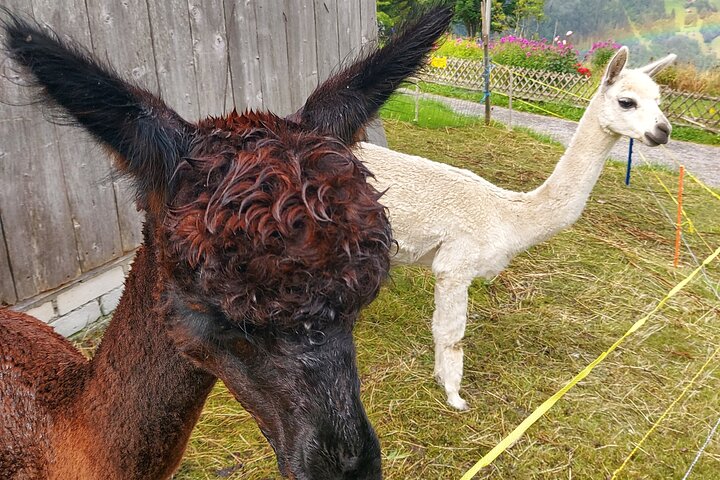 Easy countryside tour in Swiss Alps - kids friendly