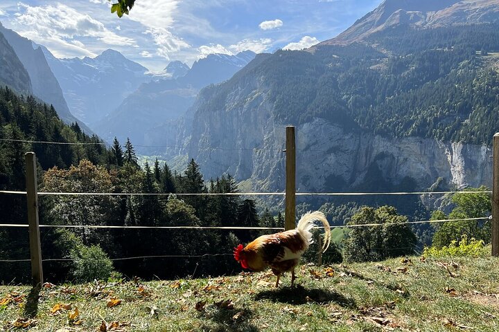 Easy countryside tour in Swiss Alps - kids friendly