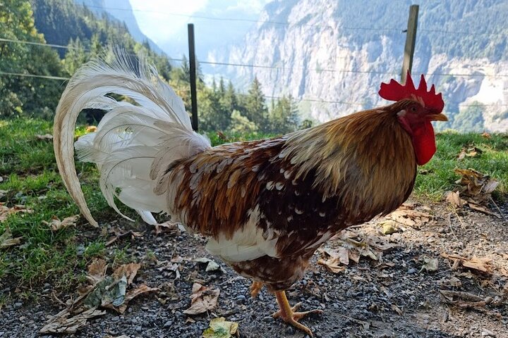 Easy countryside tour in Swiss Alps - kids friendly