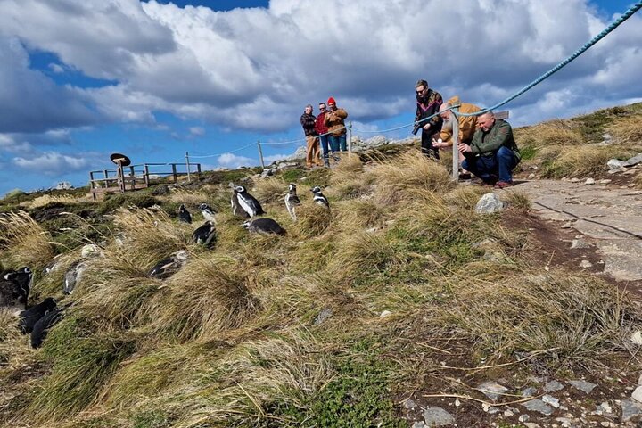 Falkland Islands Shared Tour Sightseeing with Penguins