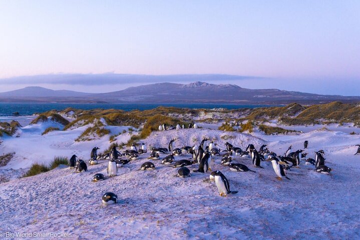 Falkland Islands Shared Tour Sightseeing with Penguins