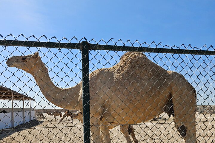 Bahrain City and Desert Tour