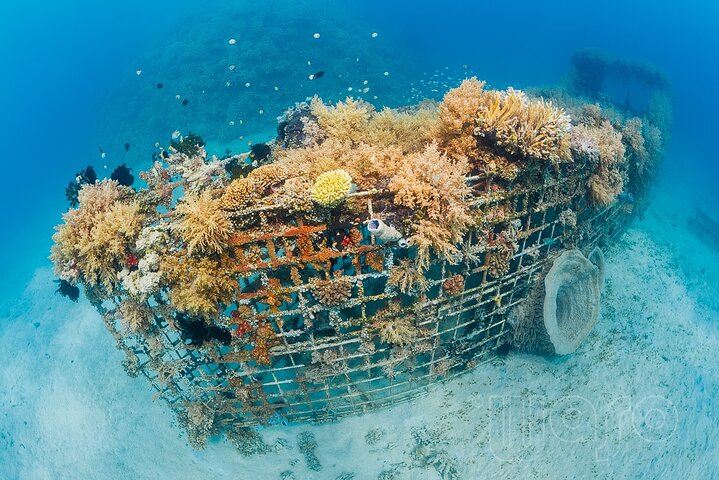 Try Dive Program in the Biorock Pemuteran