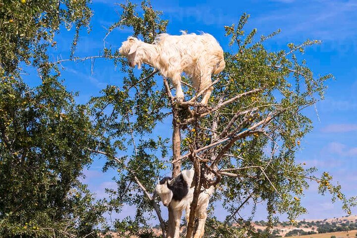 Taghazout Goat Trees & Souk El Had and hotel pickup included