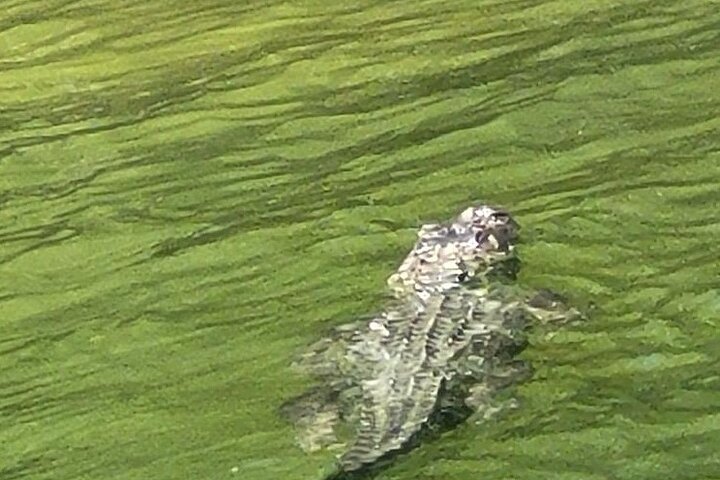 Cocoa Beach Dolphin and Wildlife Tour