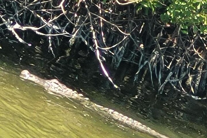 Cocoa Beach Dolphin and Wildlife Tour