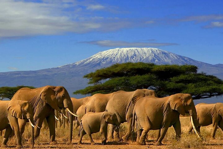 Hluhluwe Imfolozi Big 5 Game Reserve Tour from Durban