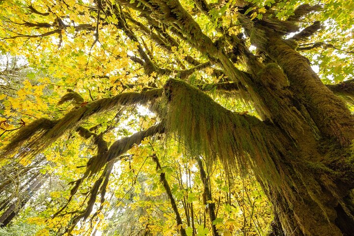 Olympic National Park Self-Guided Audio Tour