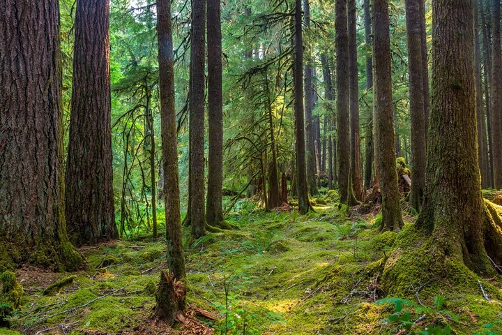 Olympic National Park Self-Guided Audio Tour