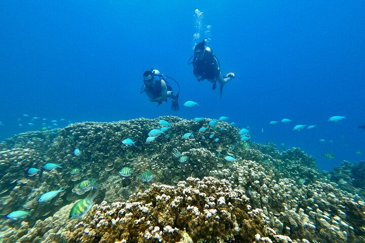Experience Scuba Diving - No Certification Needed!