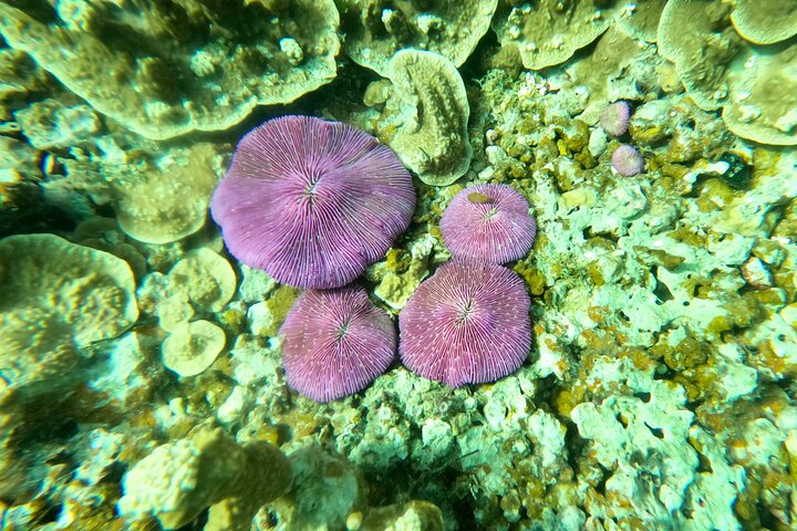 Experience Scuba Diving - No Certification Needed!