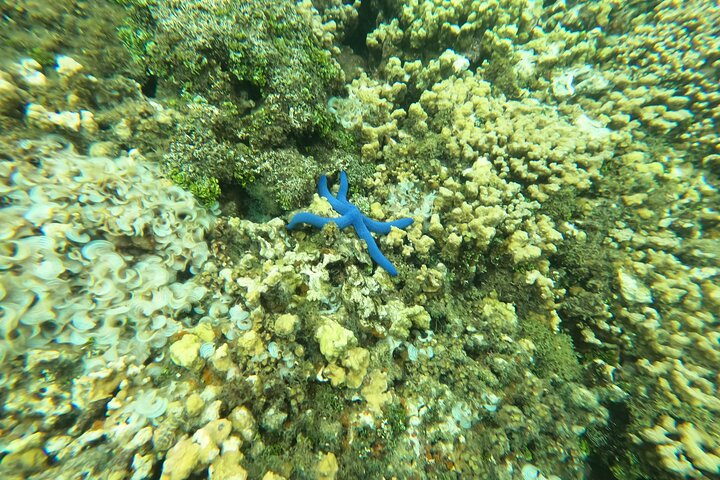Experience Scuba Diving - No Certification Needed!