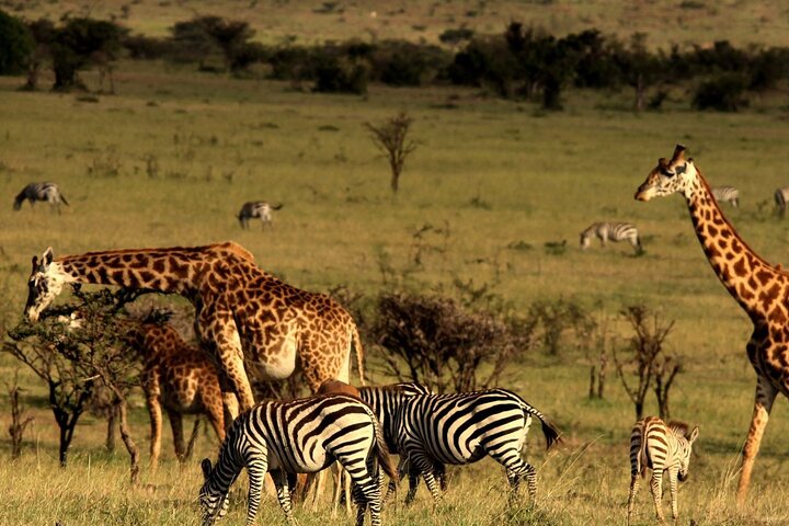 Tala Game Reserve and Natal Park Half Day Tour from Durban
