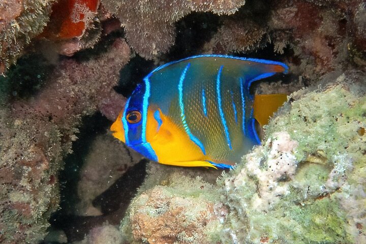 Aquanauts Outing Boat Hiking Palmée Coral Discovery