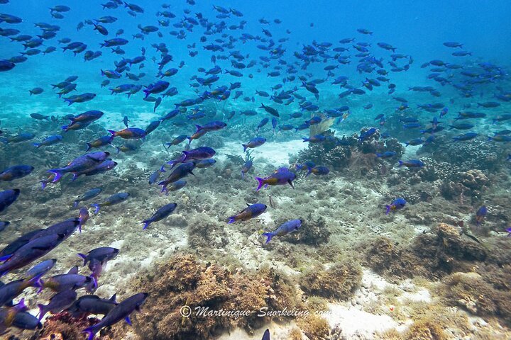 Aquanauts Outing Boat Hiking Palmée Coral Discovery