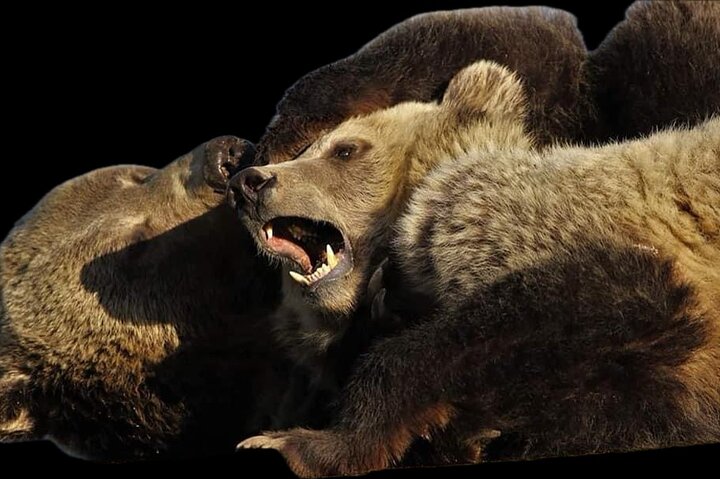 Half Day Yellowstone “Hot Spots” Deals From West Yellowstone