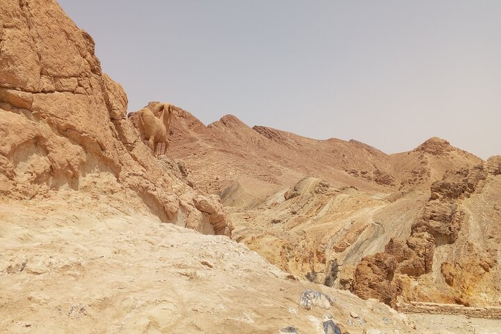 3-Day Private Excursion to the Sahara departing from Hammamet