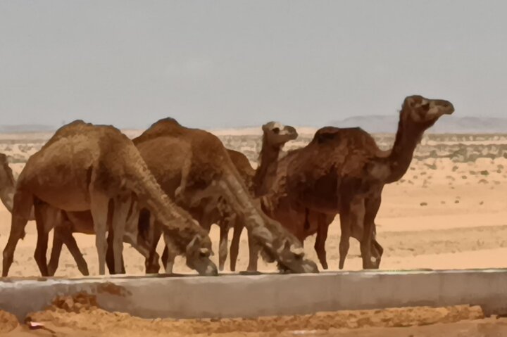 3-Day Private Excursion to the Sahara departing from Hammamet
