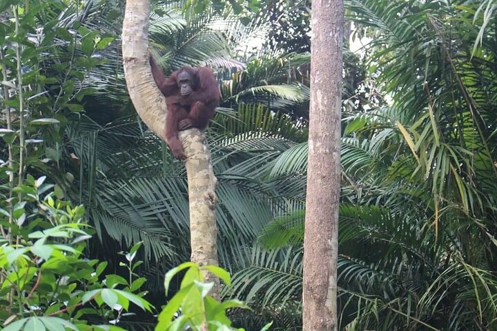 Bukit Merah Orang Utan and Penang City Private Tour