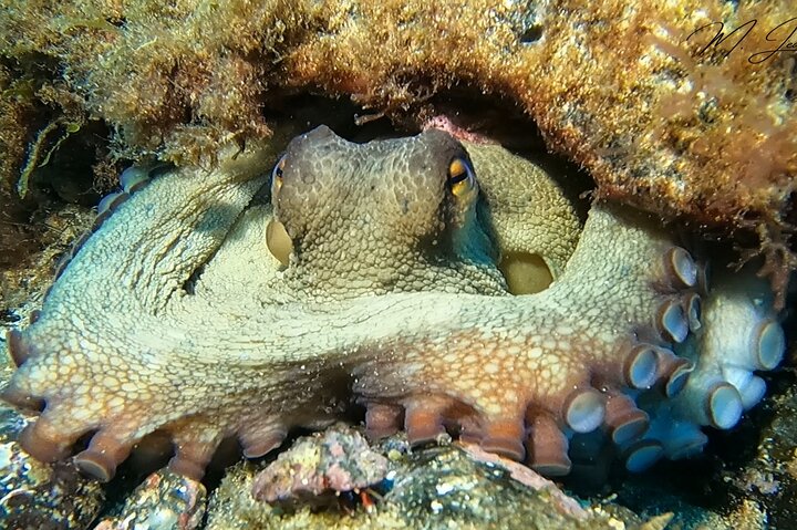 Discover Scuba Diving in Lanzarote (Costa Teguise)