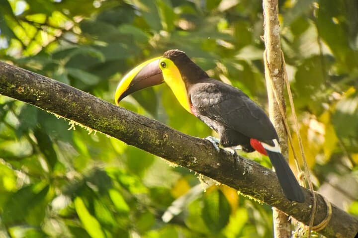 Mindo Cloud Forest Birdwatching & Photography - Private Day Tour