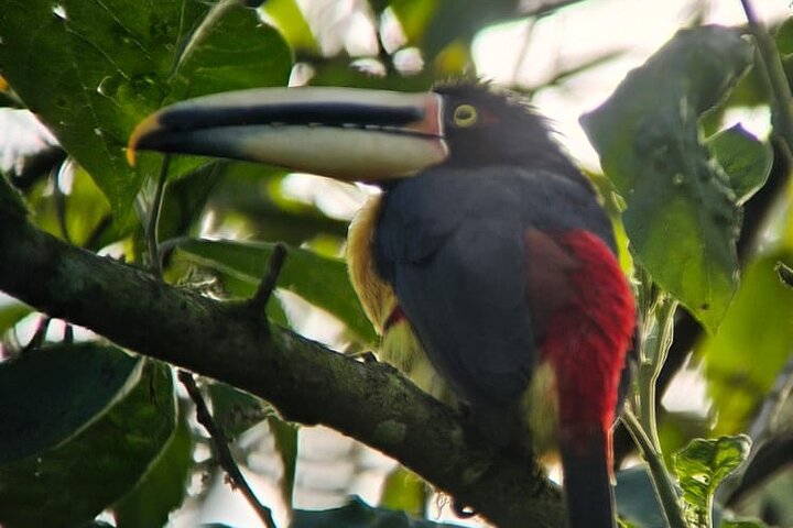 Mindo Cloud Forest Birdwatching & Photography - Private Day Tour