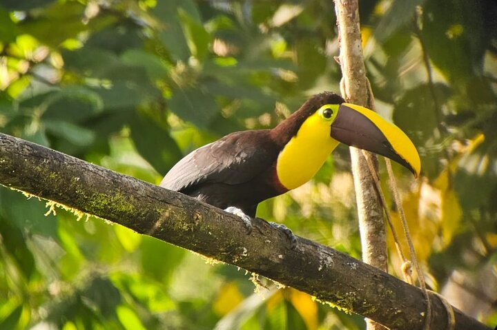 Mindo Cloud Forest Birdwatching & Photography - Private Day Tour