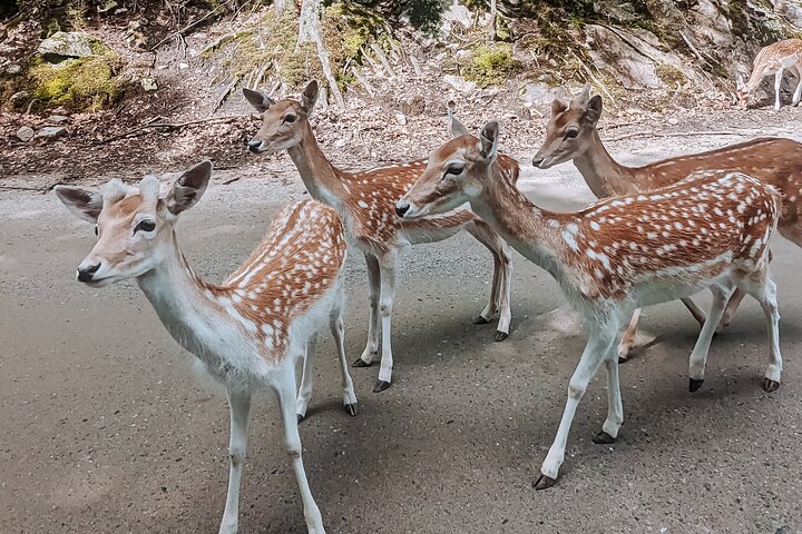 Ottawa Parc Omega Private Tour with Hotel Transfer
