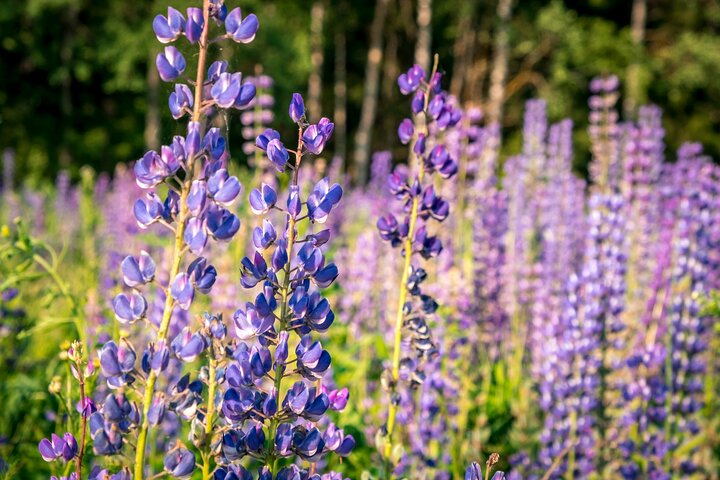 Crater Lake National Park Self-Guided Driving Audio Tour