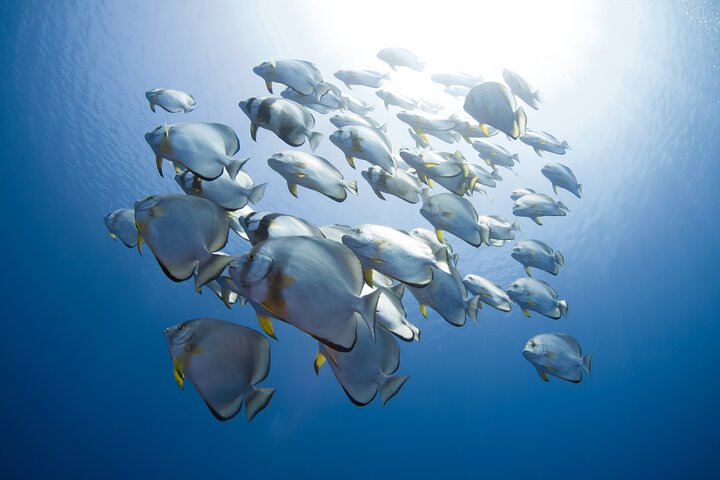 Ras Mohammed & White Island: Snorkel, Optional Dive & Lunch