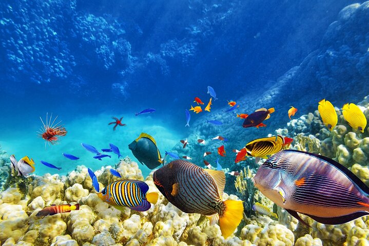 Ras Mohammed & White Island: Snorkel, Optional Dive & Lunch