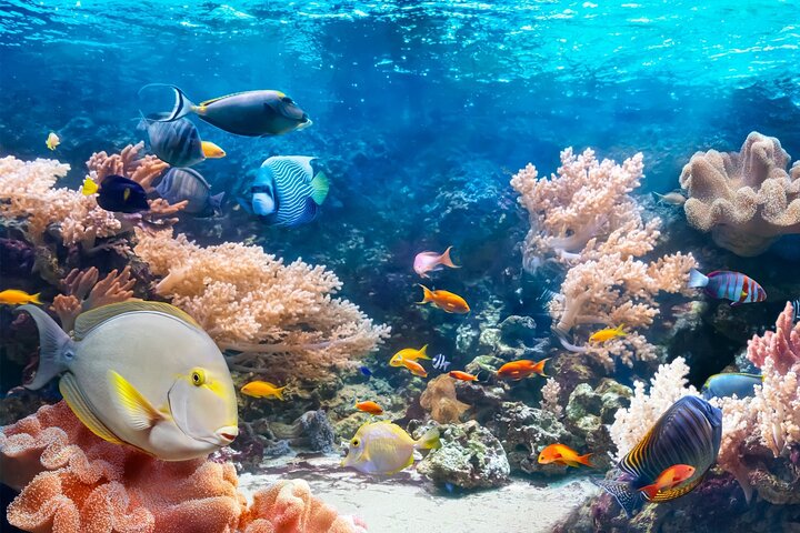 Ras Mohammed & White Island: Snorkel, Optional Dive & Lunch